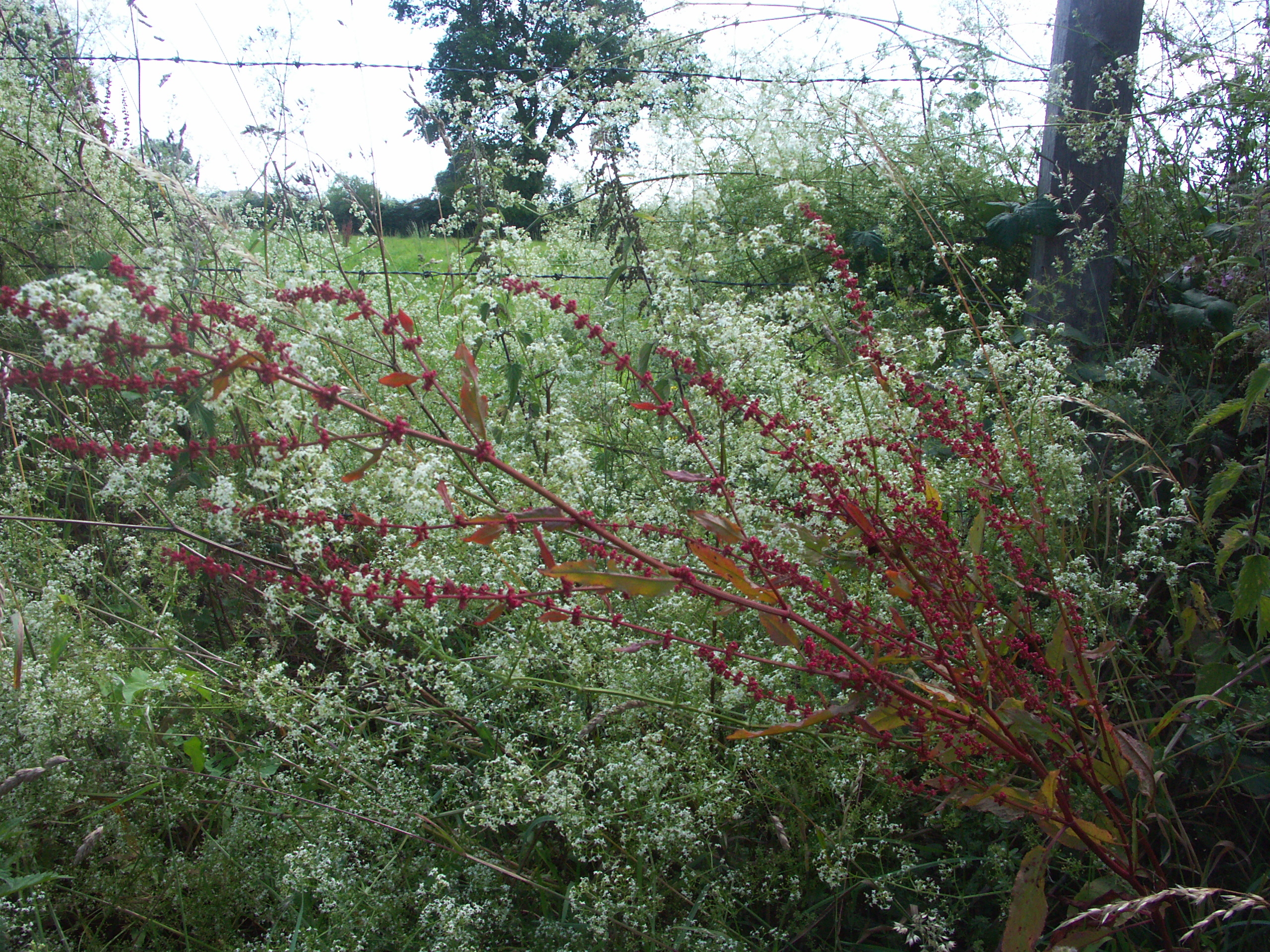 campagne coutançaise