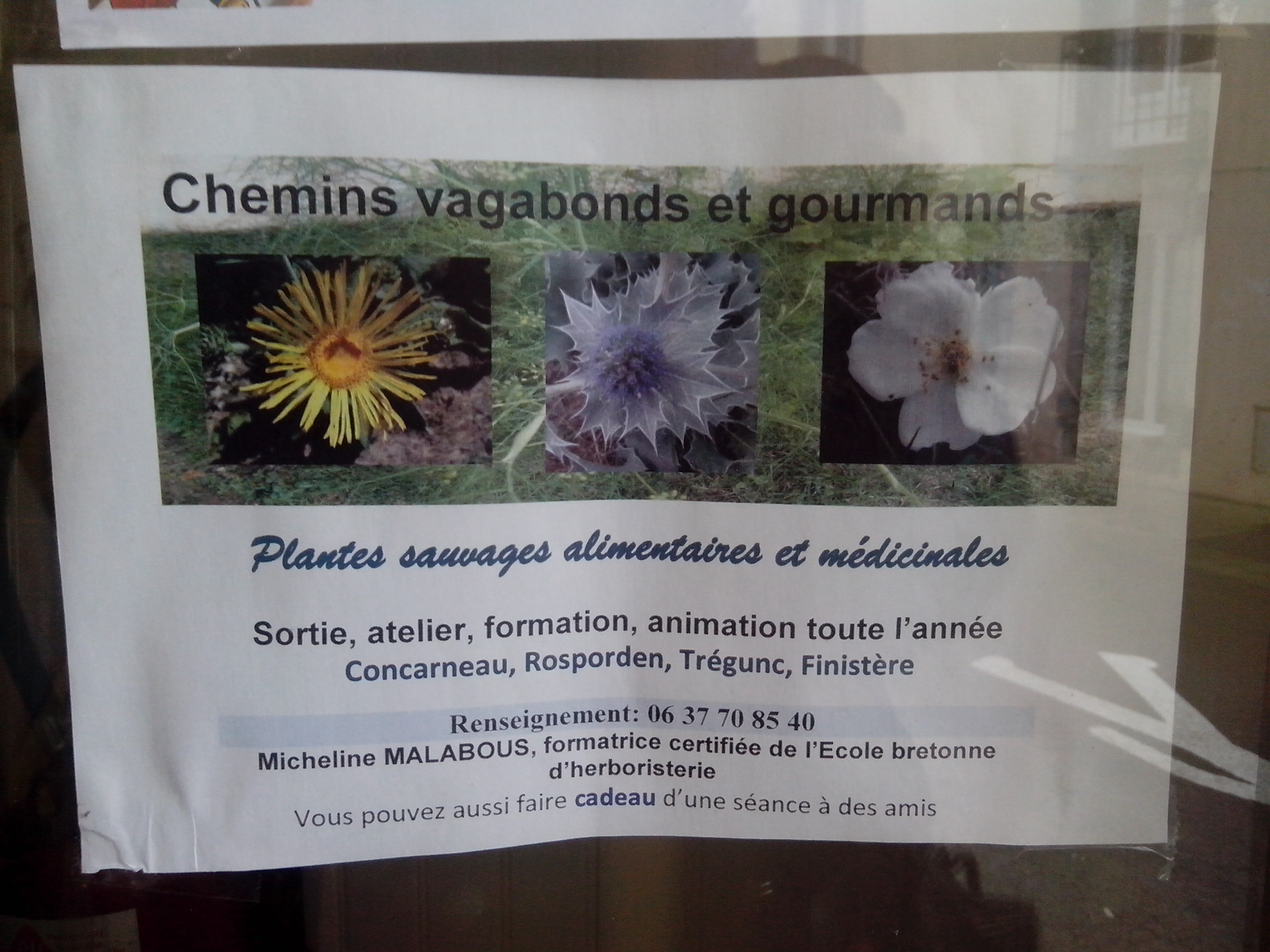 Plantes sauvages Finistère