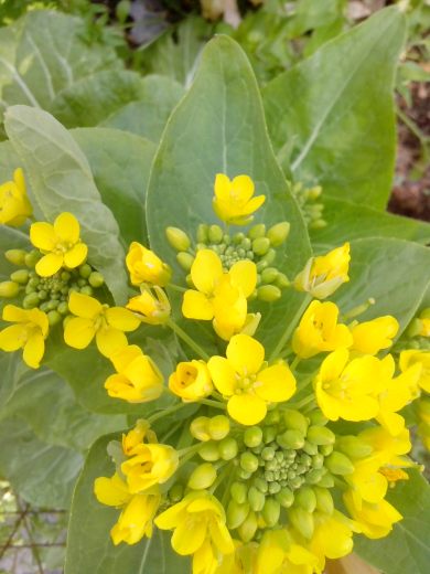 Fleurs de chou chinois