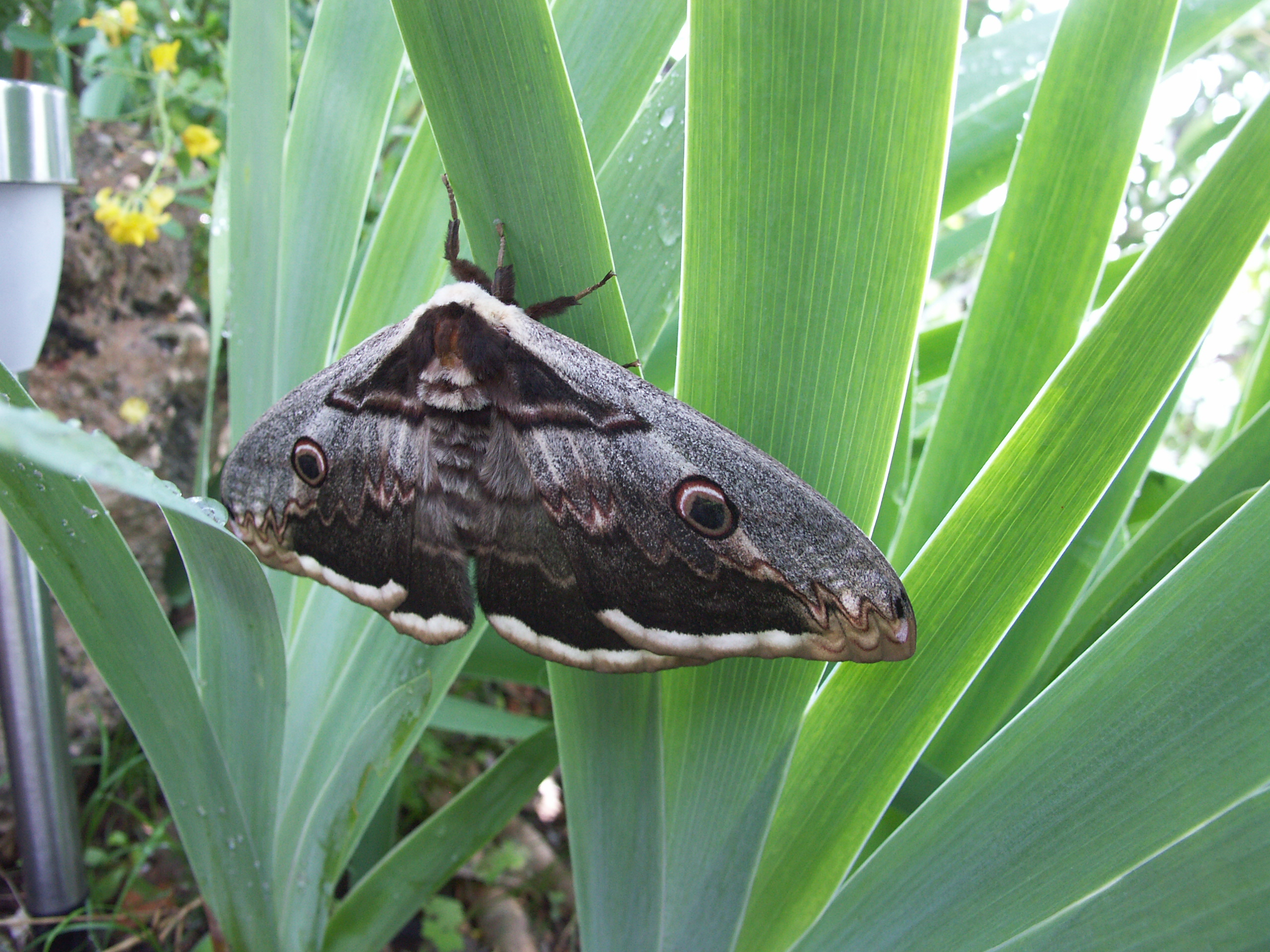 papillon paon de jour