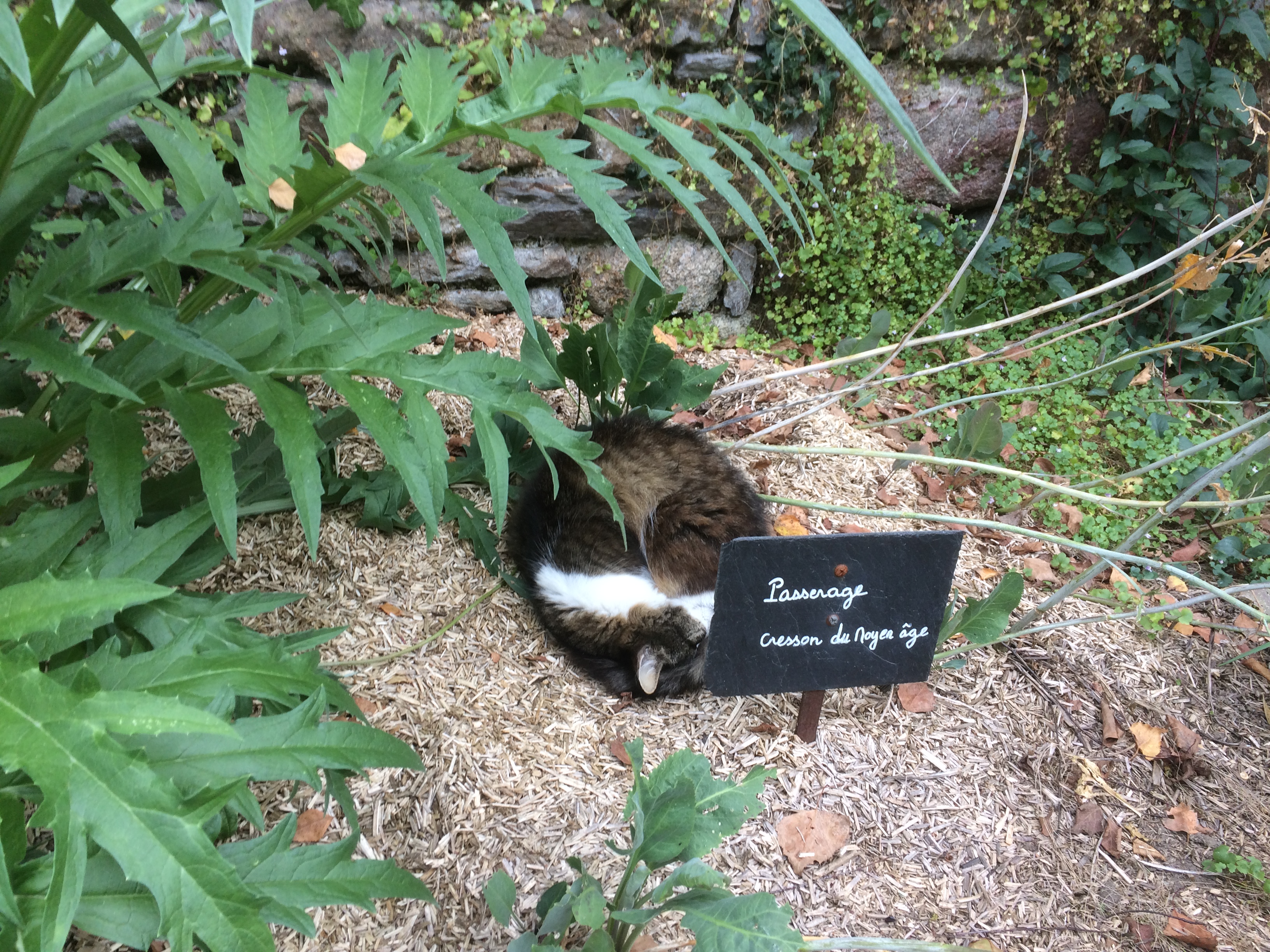 Dans un parterre de Léhon Dormance Petit Chat grain