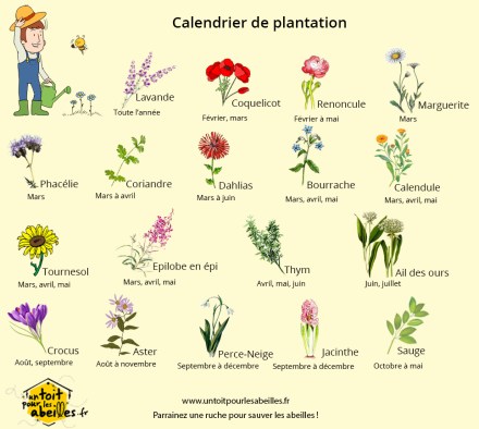 Calendrier_de_plantation_des_fleurs